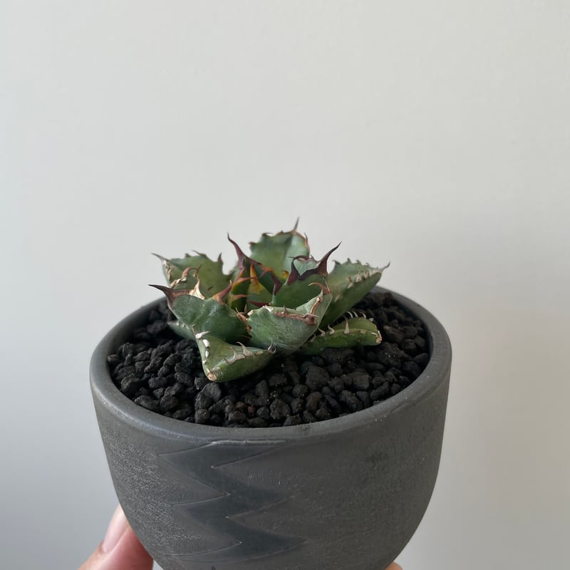 アガベ　チタノタ　姫厳竜　valiem アガベ チタノタ 姫厳竜 / Agave titanota 'Dwarf' – LAND KNOT