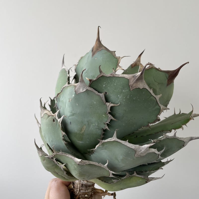 Agave titanota 'Panda' 熊猫 2 【大株でしっかりカッコ良い】アガベ...