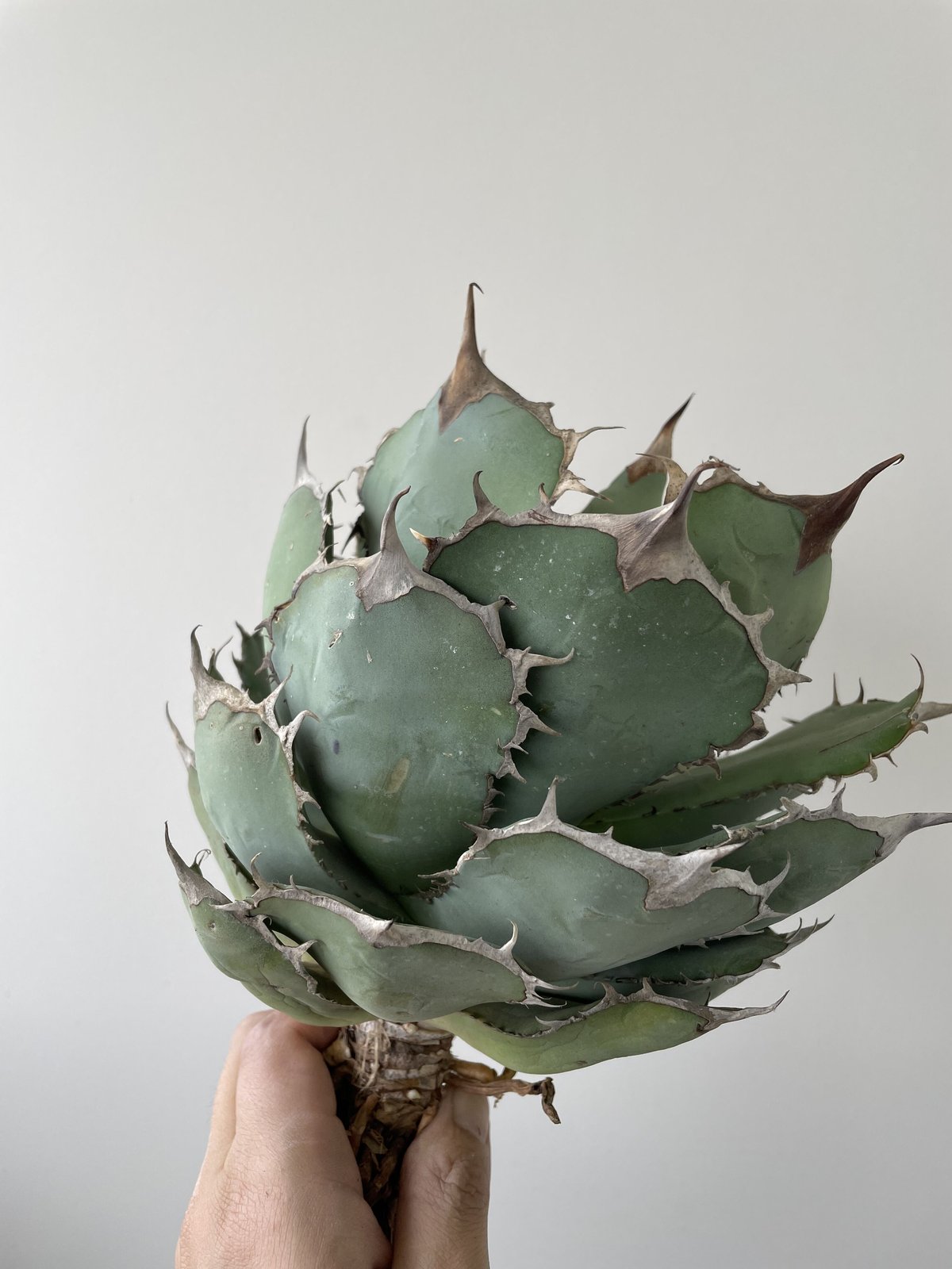 Agave titanota 'Panda' 熊猫 2 【大株でしっかりカッコ良い】アガベ...