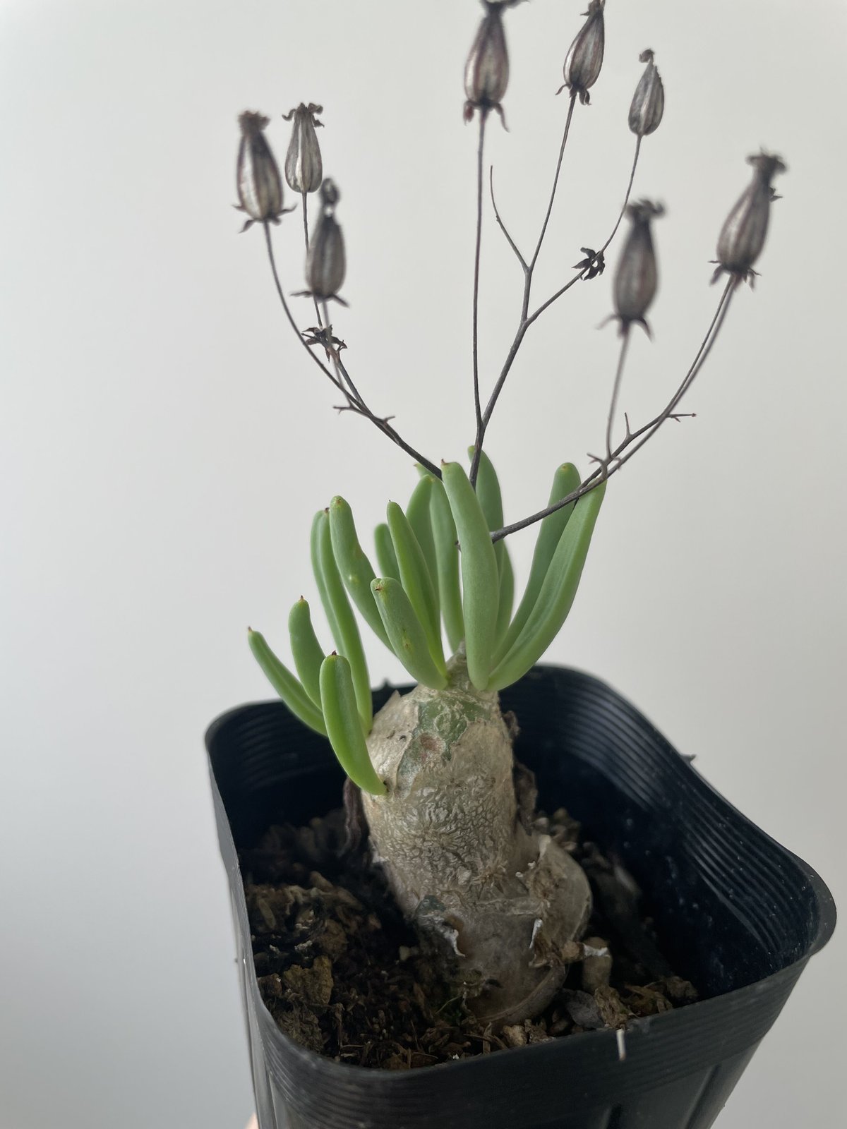 新着】Tylecodon reticulatus 3 万物想【可愛い国内実生】チレコドン