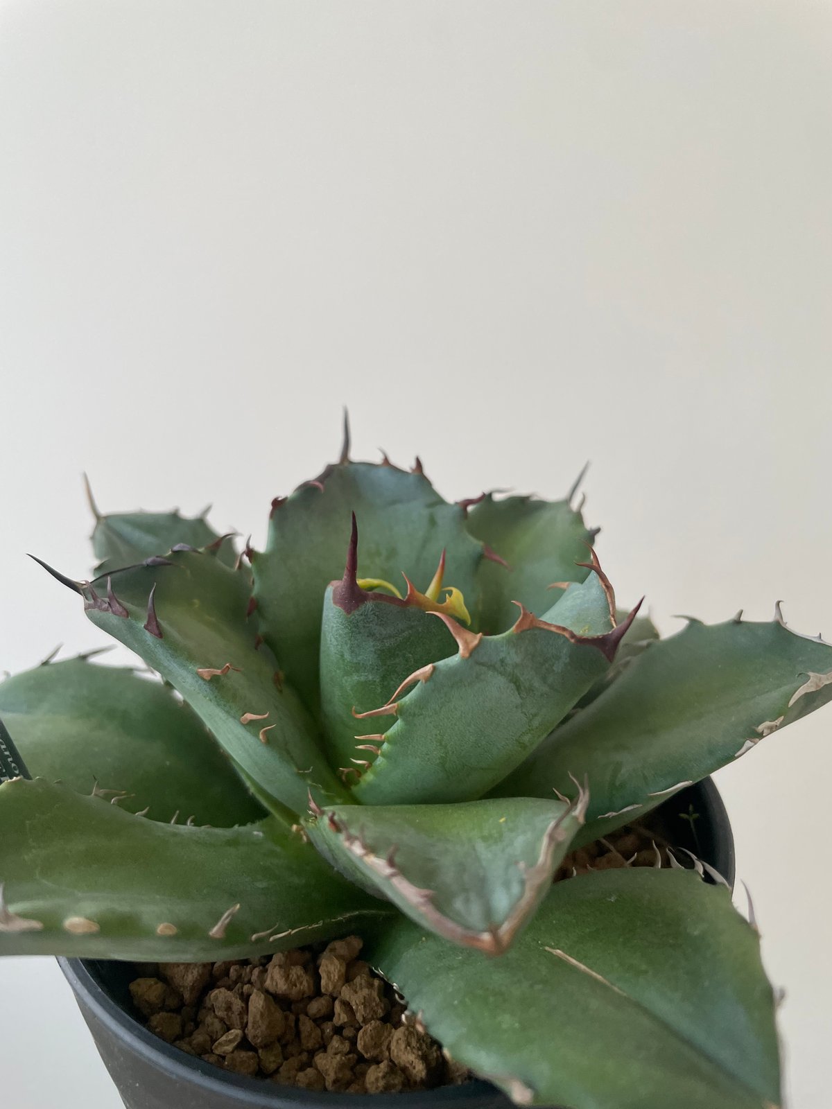 新着】Agave titanota fo076 CANCER【新潟産アガベ の最高峰】N P