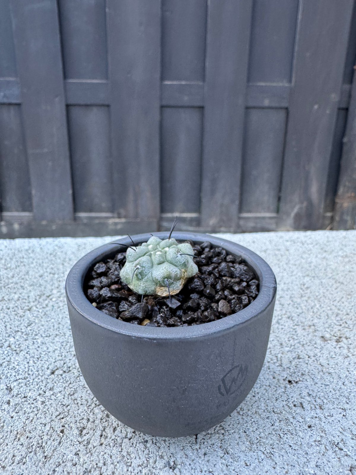新着】Copiapoa dealbata × VALIEM BABY【俺の黒士冠】コピアポア