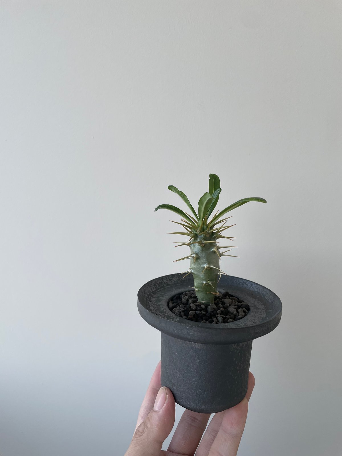 新着】Pachypodium ambongense × DEEP BRERO【幻のパキポデ