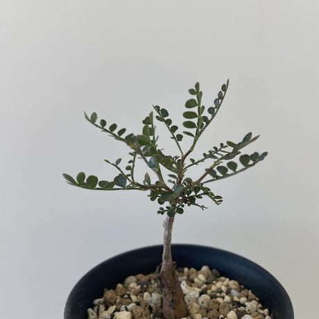 【新着】Operculicarya hirsutissima 2 【レア品種の塊根植物】オペルクリカリア ヒルスティッシマ