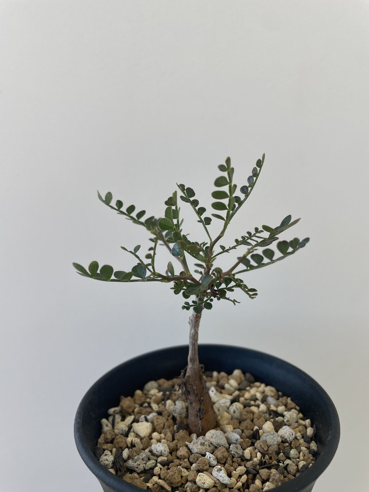 新着】Operculicarya hirsutissima 2 【レア品種の塊根植物】オペル...
