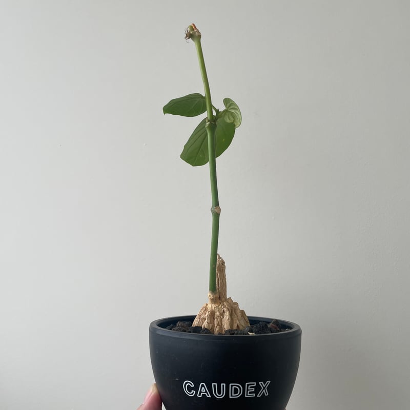 マテ シクロフィラ Matelea cyclophylla　親木 マテ シクロフィラ Matelea cyclophylla 親木