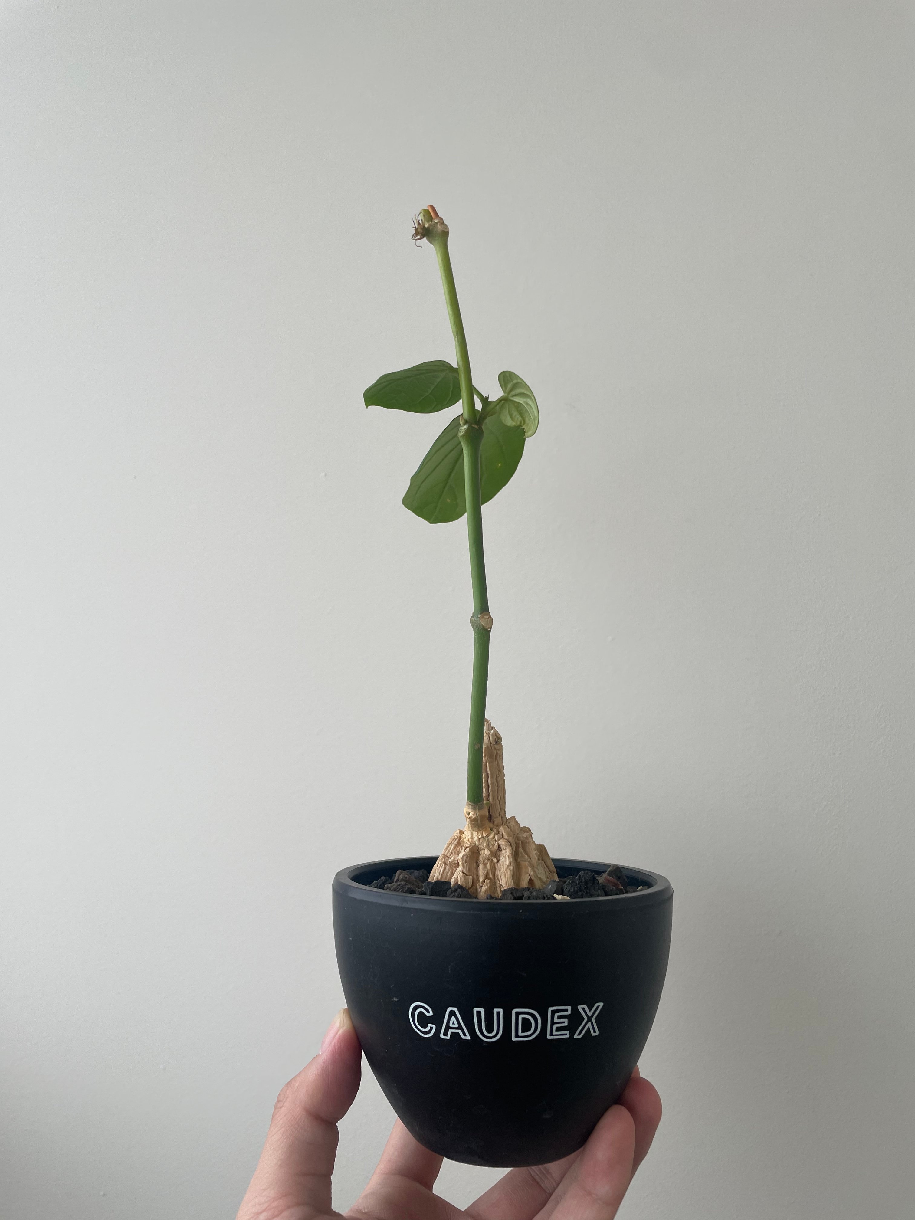 新着】Matelea cyclophylla【メキシコ原産レア塊根】マテレア