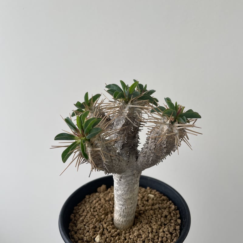 Euphorbia guillauminiana【ミニサイズの現地球】ユーフォルビア