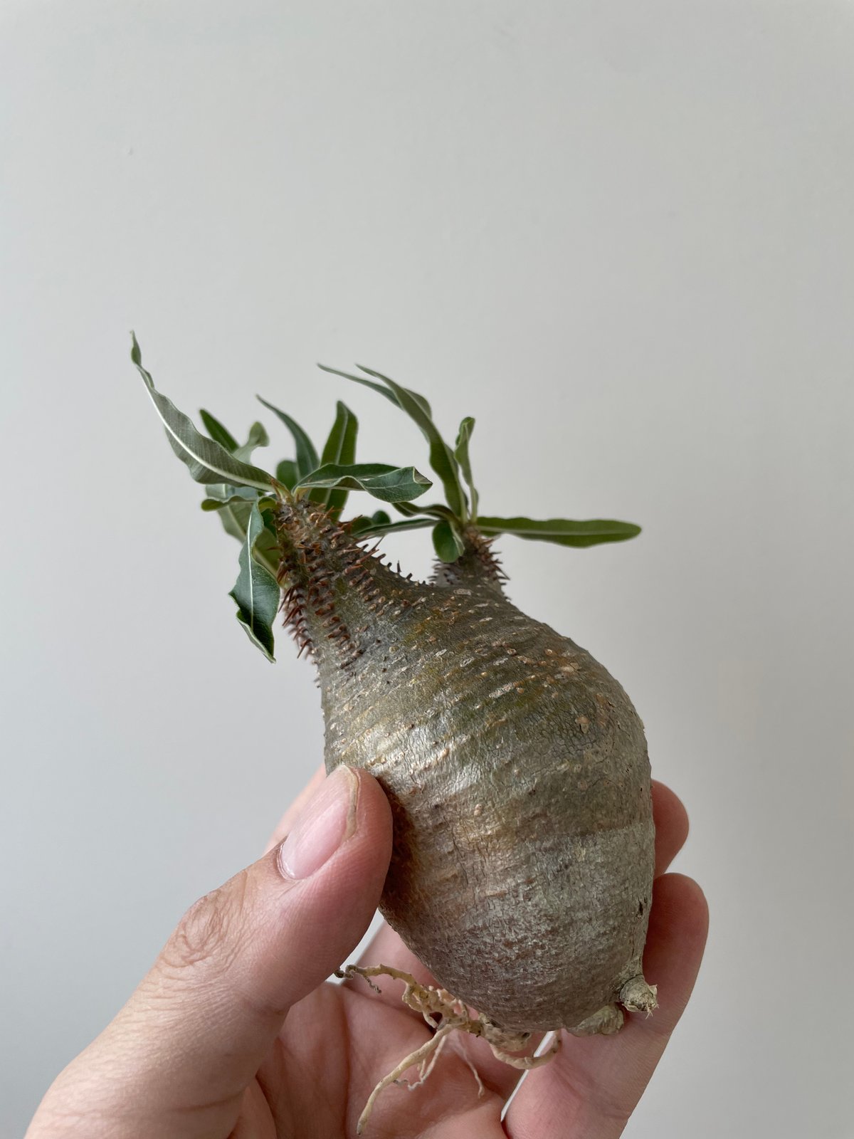 T*a様 グラキリス　ベアルート　発根済み 我が家の塊根植物🪴 パキポディウムグラキリス ベアルート多頭株