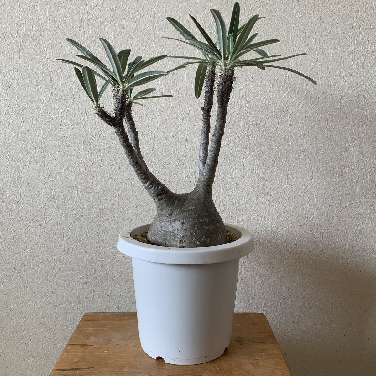 王道チビグラ パキポディウム グラキリス 発根済 【公式通販】