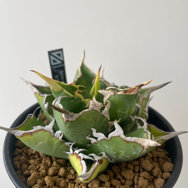 新着】Agave titanota WTC 2020-7【新潟産アガベ の最高峰】N PLA