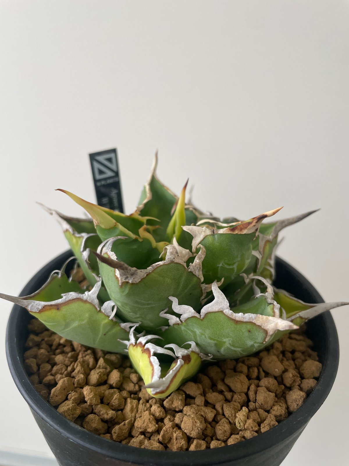 アガベ　チタノタ　WTC 2020-1　子株 アガベ チタノタ WTC 2020-1 子株