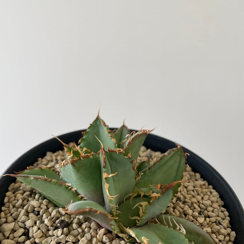 新着】Agave titanota filigree【特選のダブルヘッド】アガベ チタノタ
