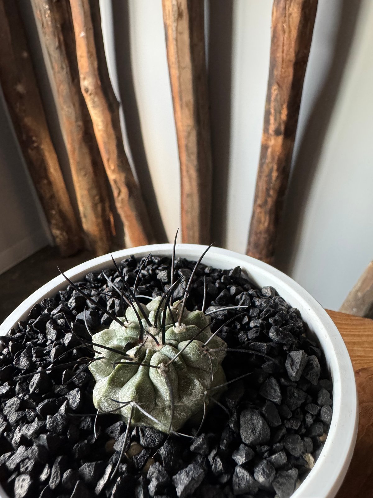 コピアポア デアルバータ 群生 黒士冠 発根済 サボテン copiapoa 選抜 コピアポア デアルバータ 群生 黒士冠 発根済 サボテン copiapoa 選抜