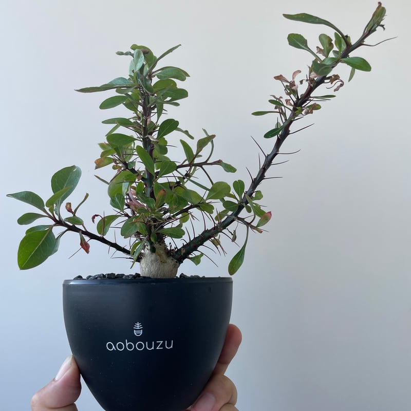 極上品】Fouquieria fasciculata【激レア塊根・ぷっくり選抜実生株