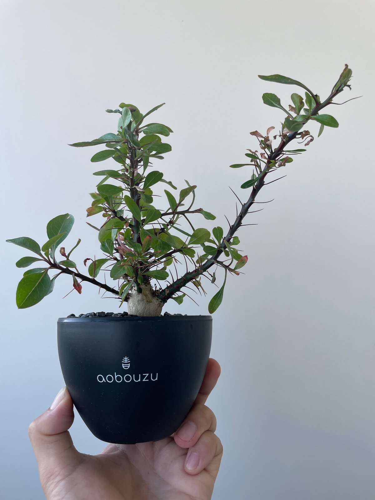極上品】Fouquieria fasciculata【激レア塊根・ぷっくり選抜実生株