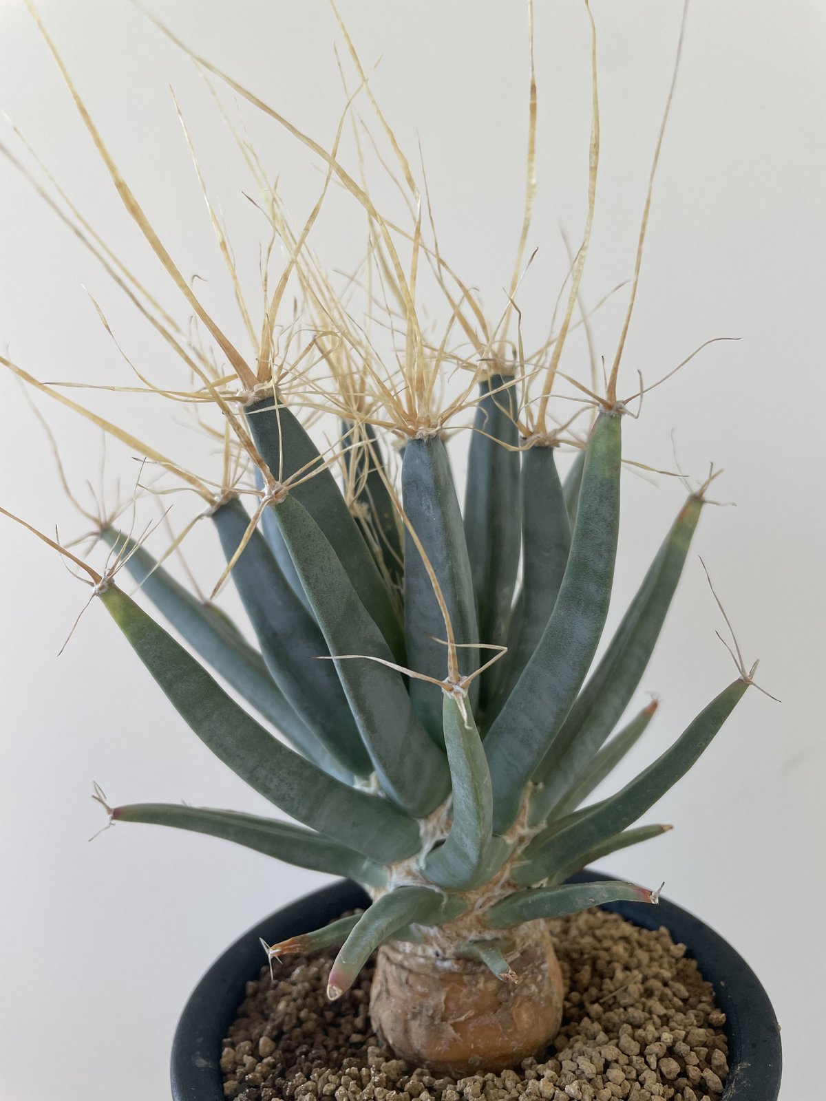 新着】Leuchtenbergia principis-晃山- 1【店主お気に入りのサボテン...