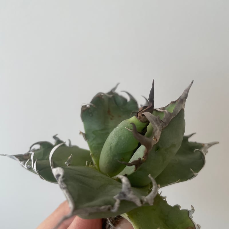 【親株のみ】tonys hades トニーハデス　　アガベ　チタノタ 親株のみ】tonys hades トニーハデス アガベ チタノタ 親株のみ】tonys