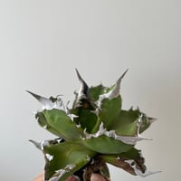 新着】Agave titanota【最高の国内TC苗】アガベ チタノタ 白鯨
