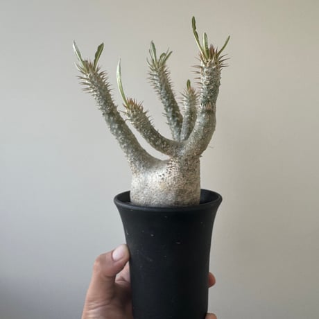 イノピナツム | STORES