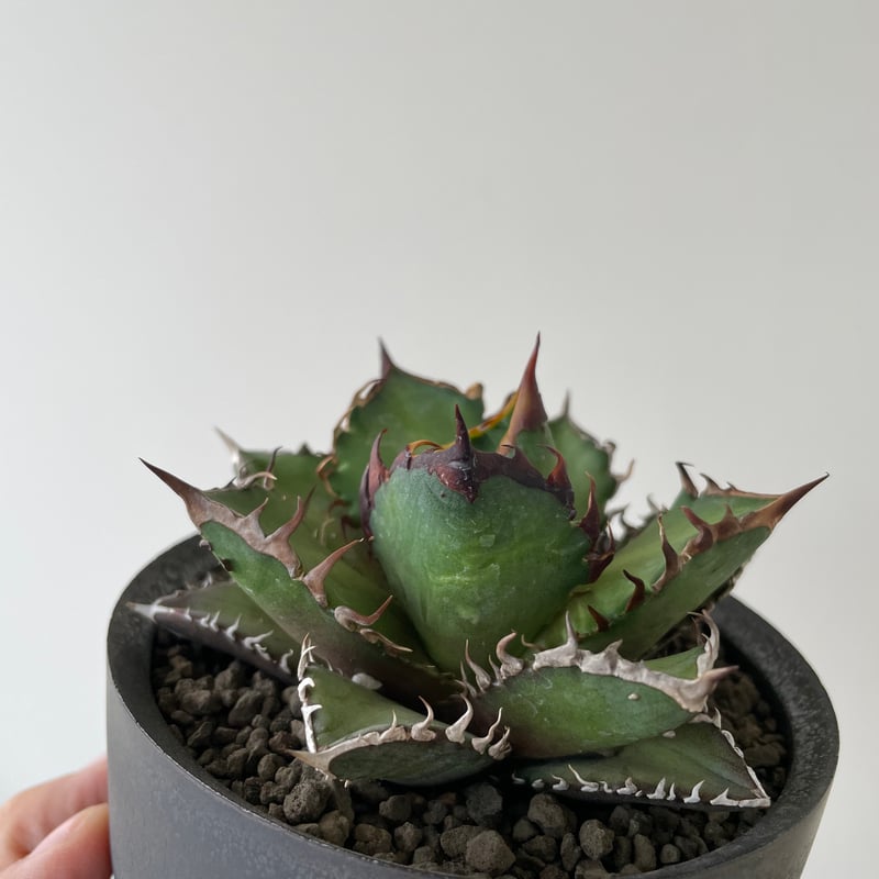 新着】Agave titanota Red Catweezle × VALIEM ACT3