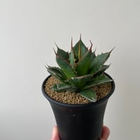 新着】Agave titanota 雷雪【N PLANTS産の極上苗】アガベ チタノタ |