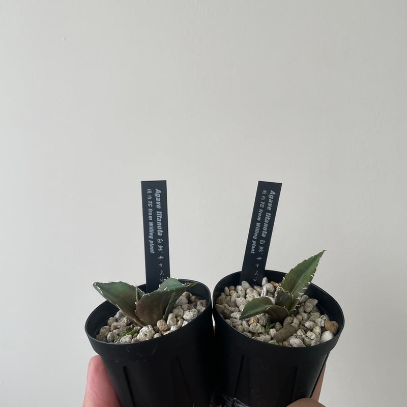 新着】Agave titanota【最高の国内TC苗】アガベ チタノタ 白鯨