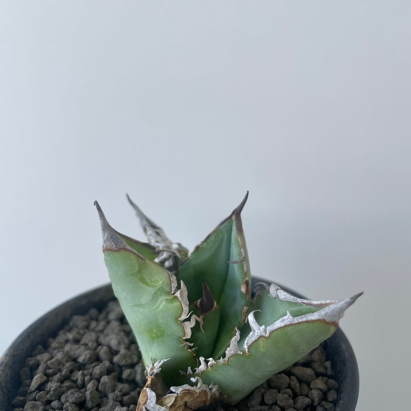新着】Agave titanota【イカつすぎる選抜実生・タグ落ち株
