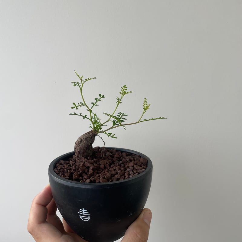 新着】Operculicarya pachypus 【根挿しの元気株】 オペルクリカリア パ