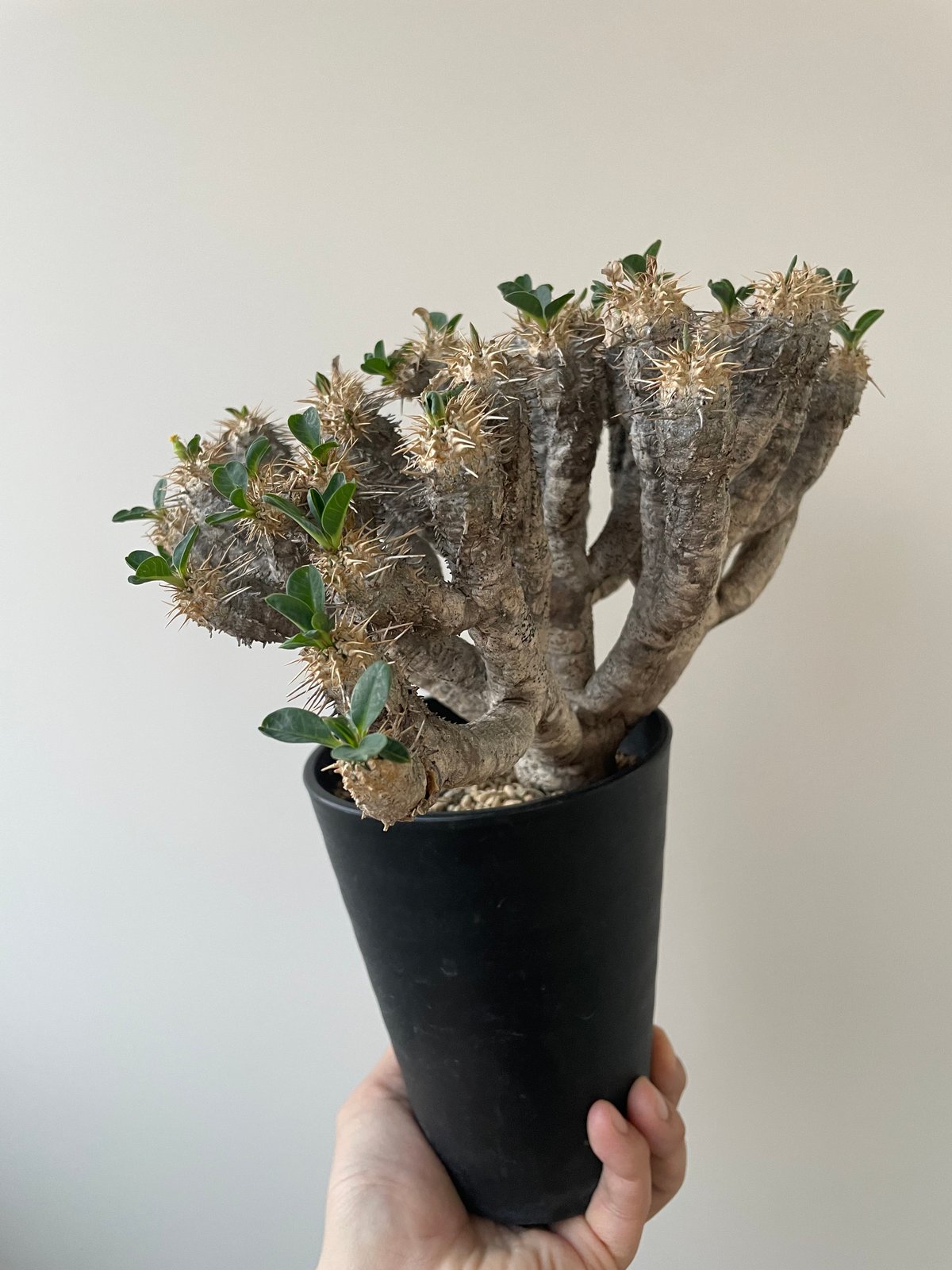 ⭐︎週末価格⭐︎ Euphorbia せまかっ guillauminiana / 船串篤司 