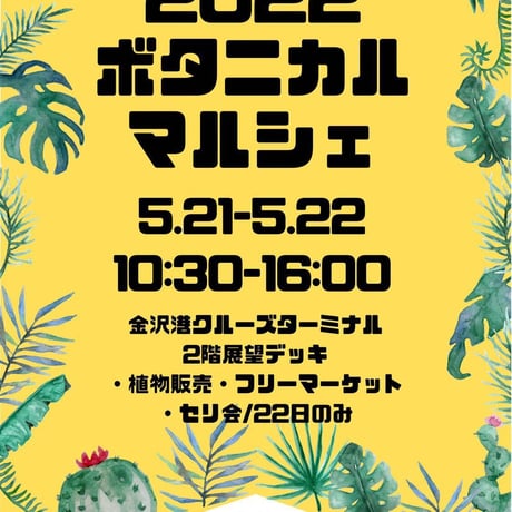 EMP コピアポア メガリザ エキナータ 実生 / CT317 CATEGORY サボテン