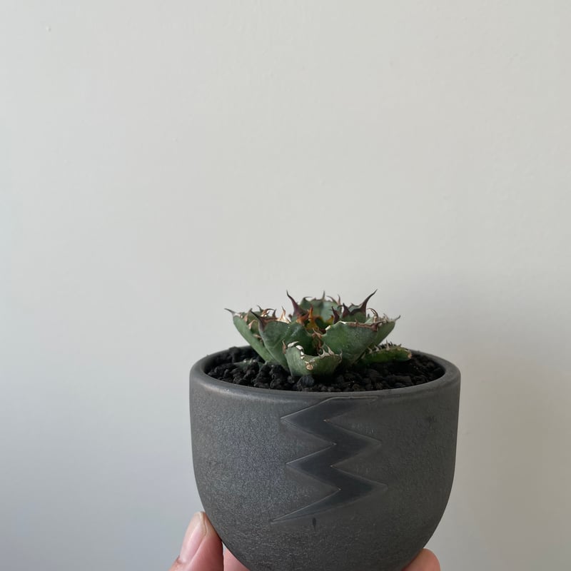 新着】Agave titanota 姫厳竜 × VALIEM BITTER【葉も厚くムチムチ