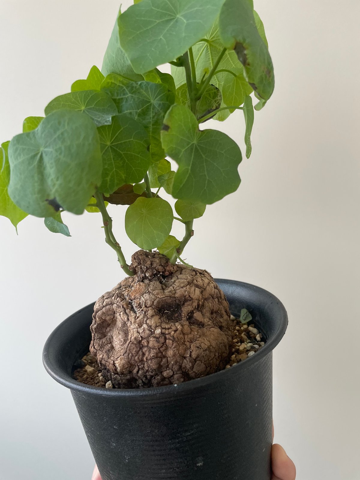 新着】Stephania suberosa 【東南アジアの塊根植物】ステファニ