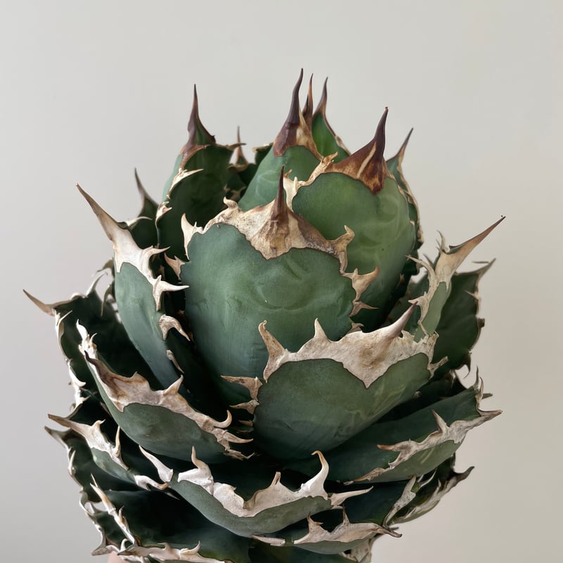 新着・極上逸品】Agave titanota No name【イタリアからの選抜・ボール