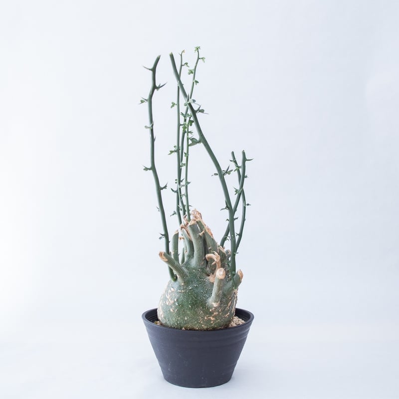 新着】Adenia globosa【ダブルヘッド・ツルも旺盛わんぱく塊根