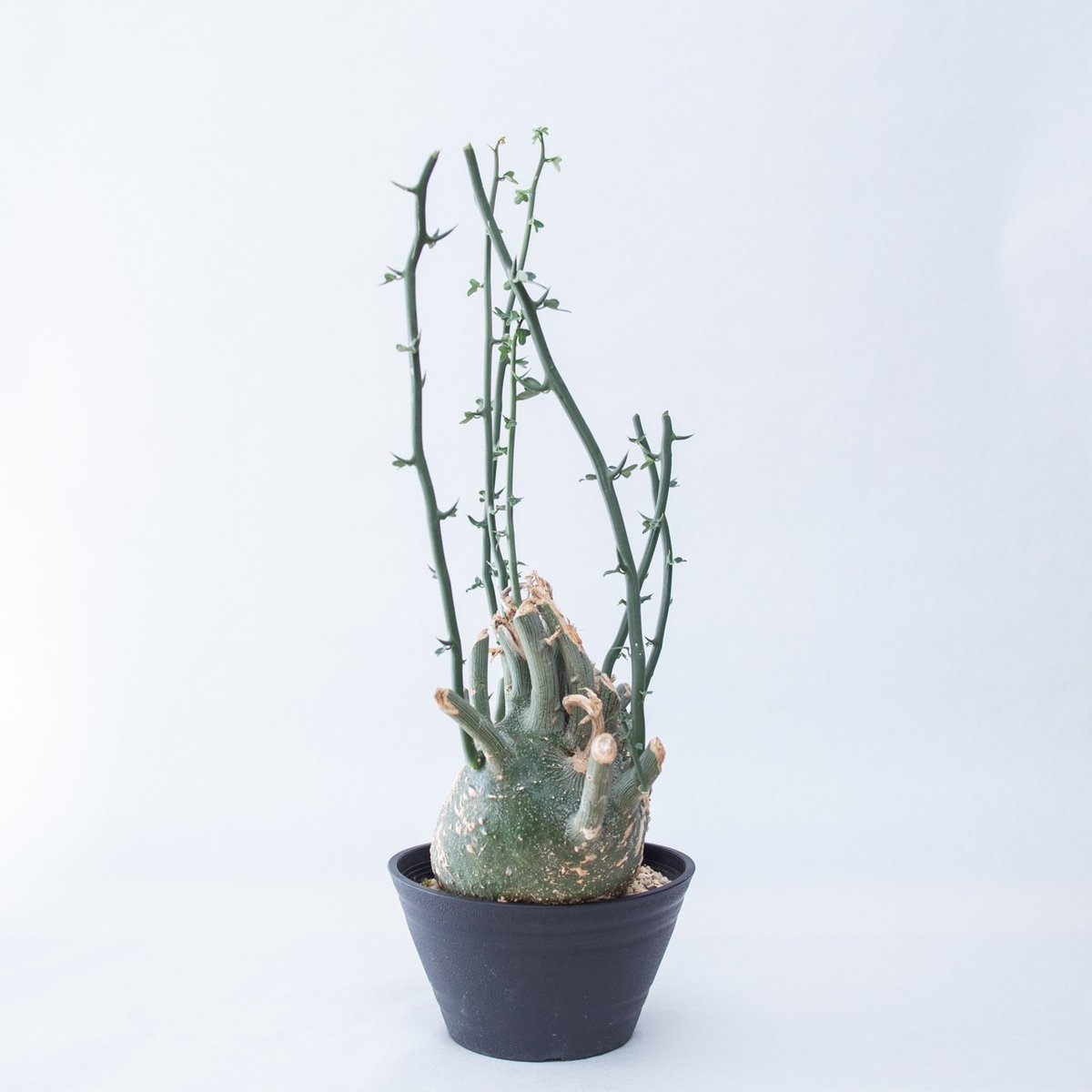 巨大ダブルヘッド アデニア グラウカ ねこちゃん型 Amazon.co.jp: 巨大