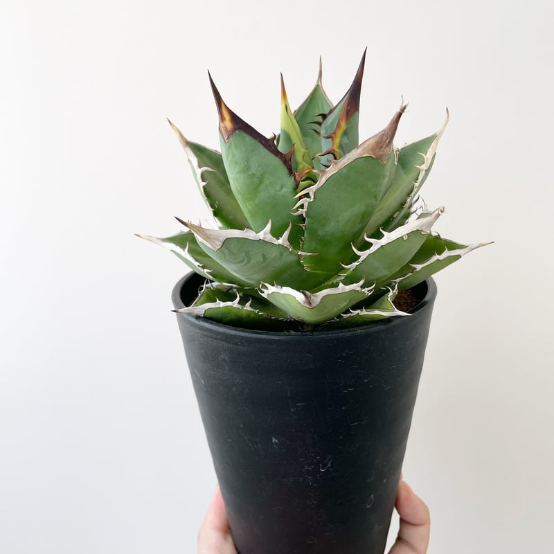 アガベ】チタノタ タワーオブバベル 【公式通販】