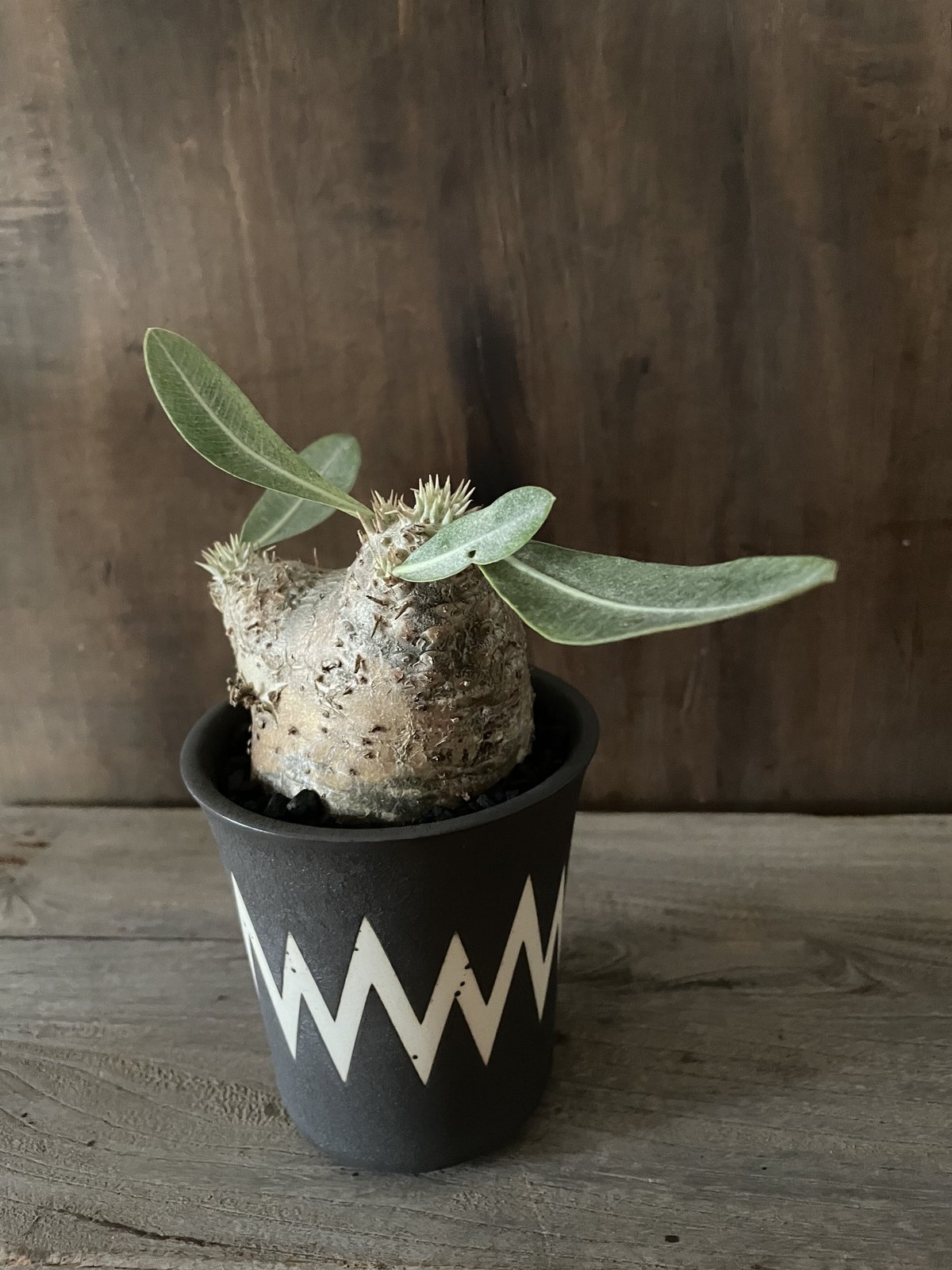 新着】Pachypodium Eburneum × VALIEM WARP 【現地球・選抜個...