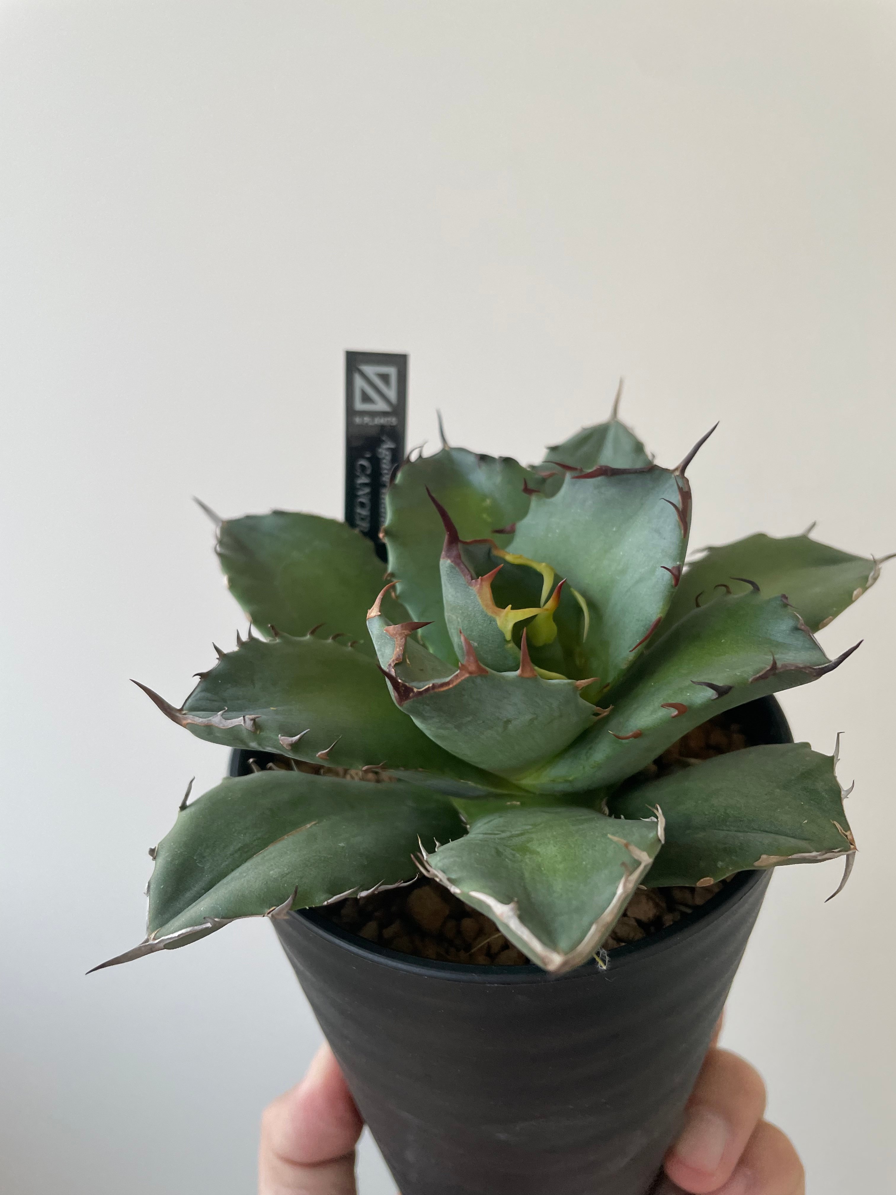 アガベ＊Cancer 新着】Agave titanota fo076 CANCER【新潟産アガベ の最高峰】N P