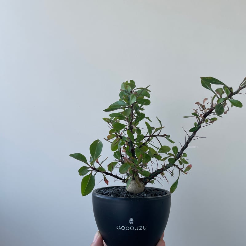 極上品】Fouquieria fasciculata【激レア塊根・ぷっくり選抜実生株