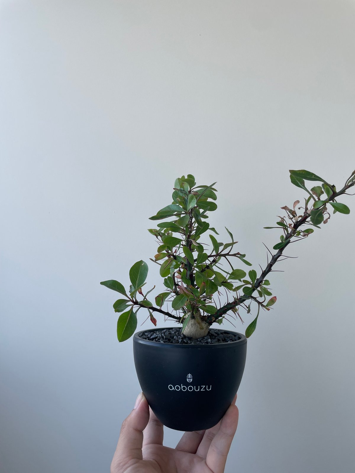 塊根植物 新芽付き Foquieria fasciculata