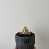 青坊主3周年記念グラ専鉢【VALIEM別注】 | 青坊主-aobouzu- | 塊根植物