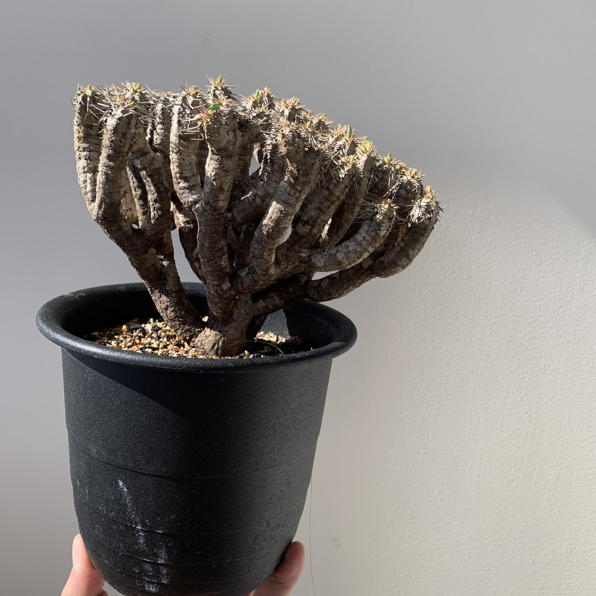 Euphorbia guillauminiana3(ユーフォルビア・ギラウミニアナ)【現地球・発根管理株】