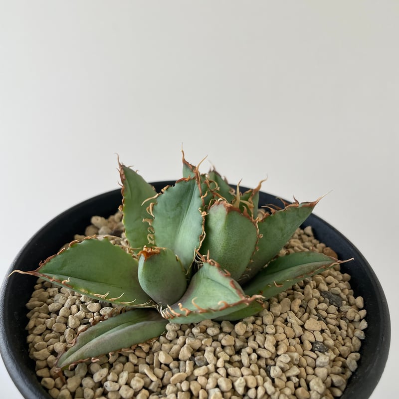 新着】Agave titanota filigree【特選のダブルヘッド】アガベ チタノタ