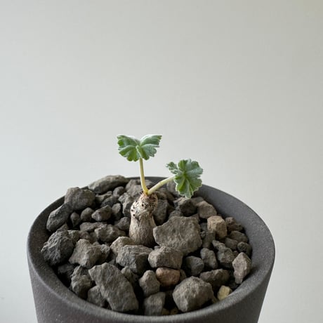 【新着】Pelargonium mirabile × GHOST WARP【冬型コーデックス】 ペラルゴニウム ミラビレ