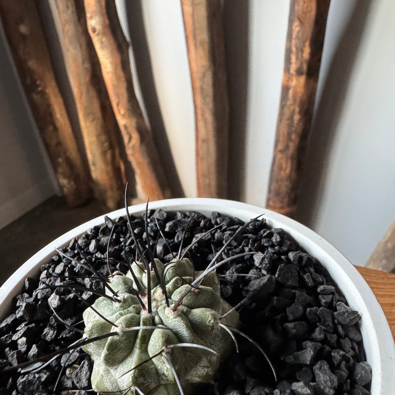 Copiapoa cinerea v. dealbata コピアポア・黒士冠 Copiapoa cinerea v. dealbata【コピアポア・黒士冠・実生】 | RIMO'S