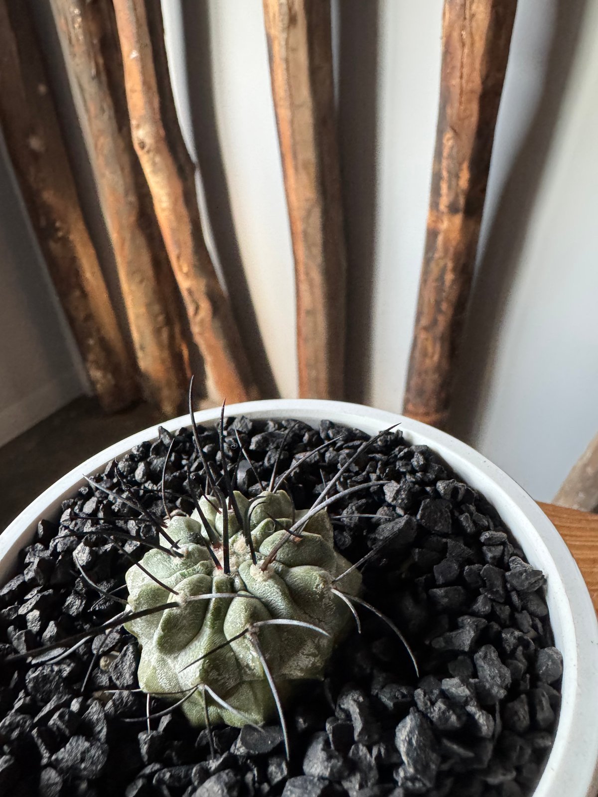 新着】Copiapoa dealbata【俺の黒士冠】コピアポア デアルバータ | 青