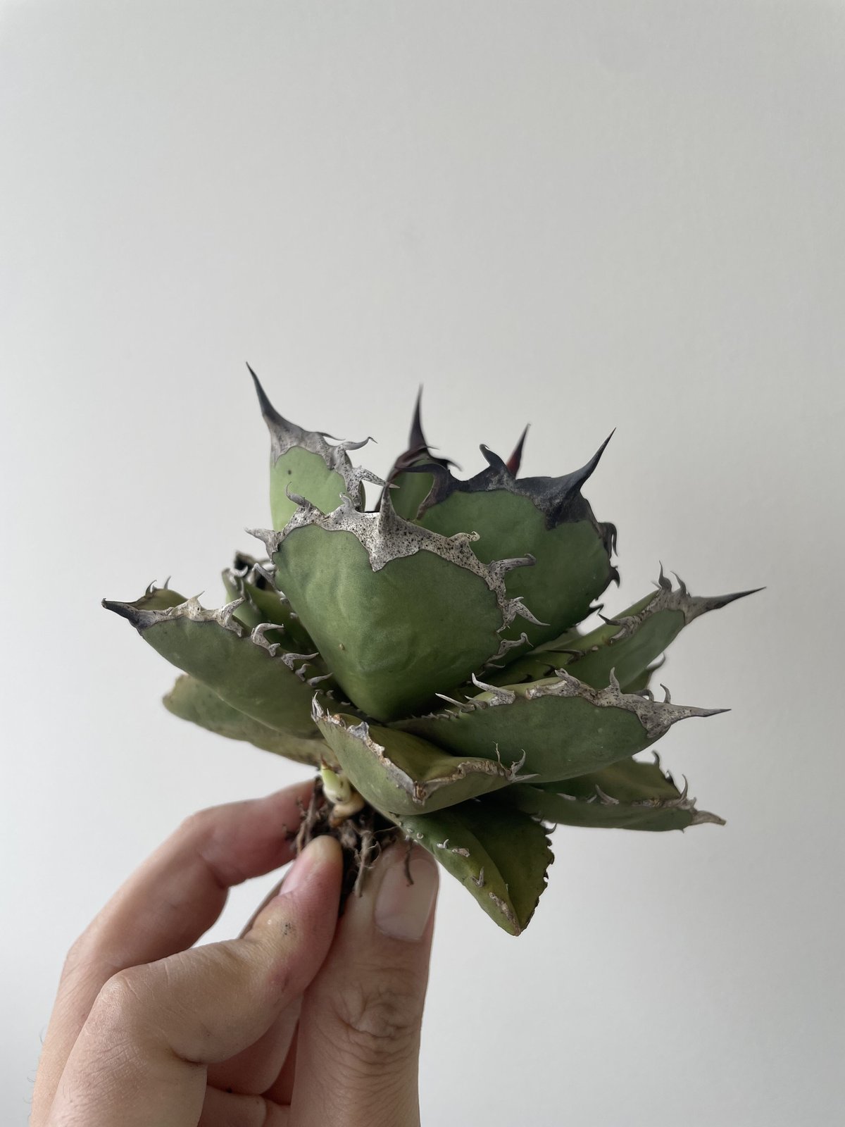 新着】Agave titanota 烈焔 5【台湾産のカッコ良い最高株】アガベ