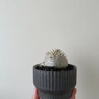 青坊主3周年記念グラ専鉢【VALIEM別注】 | 青坊主-aobouzu- | 塊根植物