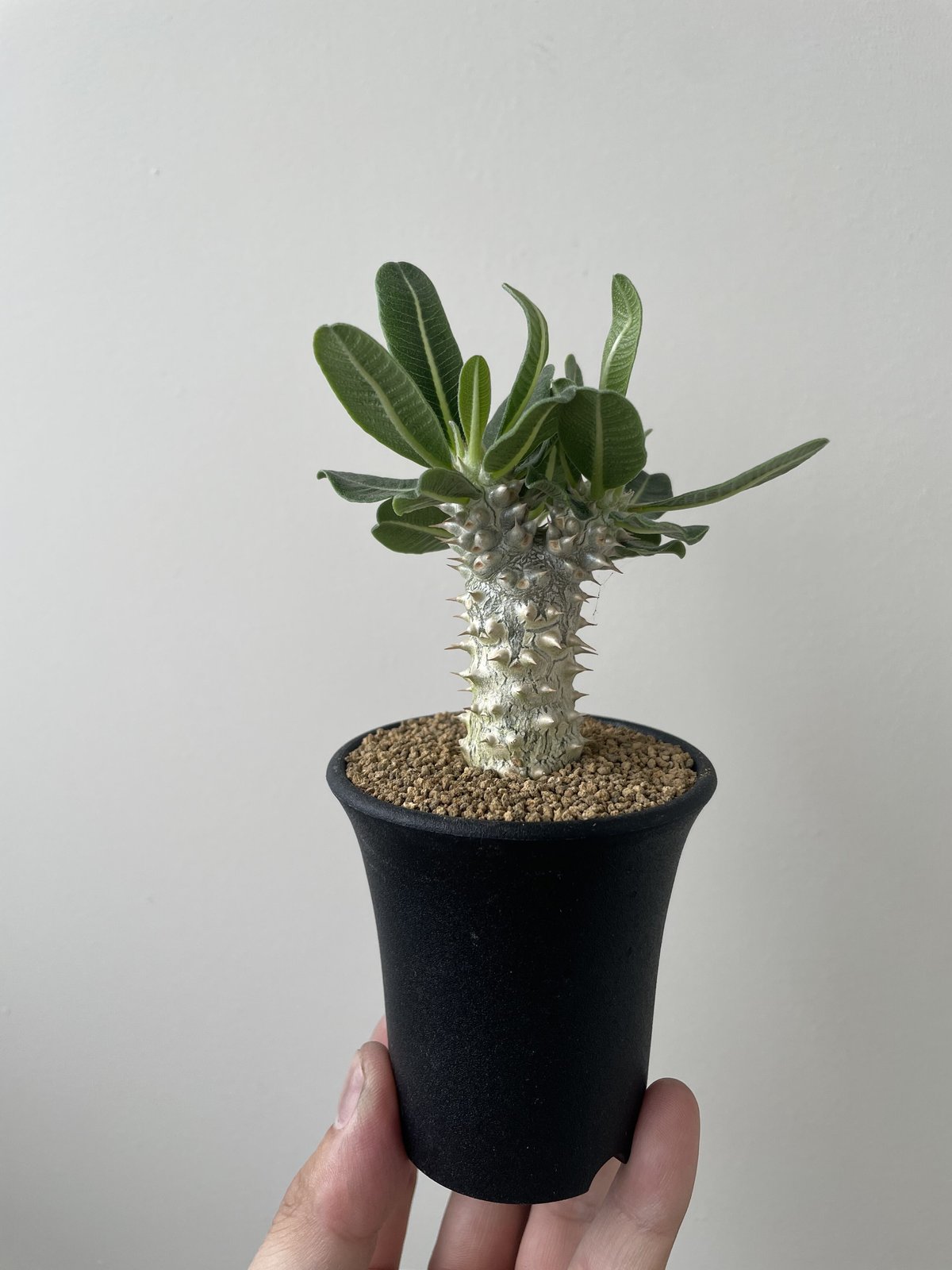 パキポディウム タッキー×レウコキサンツムハイブリッド